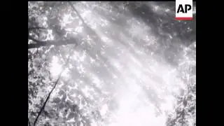 SUN THROUGH TREES - NO SOUND