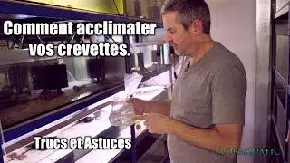 Comment bien acclimater vos crevettes🦐  (🐠Floraquatic🌱)