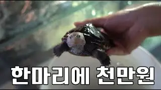 마리당 천만원이 넘는다는 초고가 거북이 오남매, 테라핀 키우기 rasing terrapin turtles worth more than $10,000