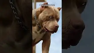 Ожидание и реальность. Амстафф Харли 1 год