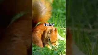 #facts #animalfacts #funfacts #animals #animalknowledge #squirrel #squirrels
