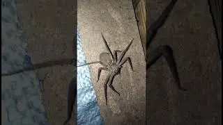 Гигантский паук Австралии?! #ужас
