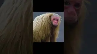Red Face Monkey. #shorts