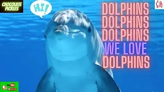 dolphins dolphins dolphins we love dolphins