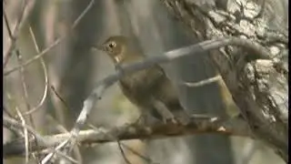 Swainson's Thrush Video With Bird Song