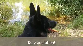 Hundewanderung Saale-Leipzig-Kanal - Bienitz - Sch&ouml;nauer Lachen