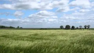 A Cotswold barley field blowing in the breeze