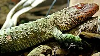 Geckos are small to medium-sized lizards #gecko #animals #wildlife #animals #geckos