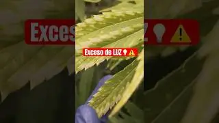 C&oacute;mo Ajustar la Distancia del LED en Cada Etapa de Cultivo