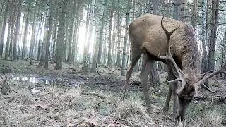 Moose and deer near a forest puddle