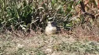Lapland longspurs at Blackwell forest preserve 1