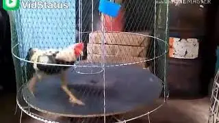 Hen exercise