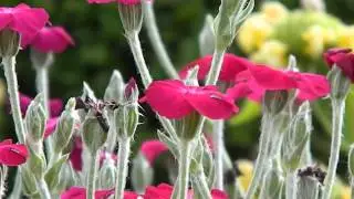 Lychnis coronaria