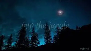 driftwood - into the jungle