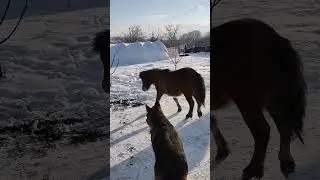 Peaceful winter moments with kids & animals 🐎❄️ #Shorts