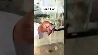 The Sand-Swimming Skink #science #animals #lizard #skink
