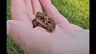 I Tried to Rescue a Toad&hellip; Then Tonka Happened