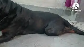 The Kasper #rottweiler#doglover#rottweilerdog#longviralvideo#animalvideosforkids#public#otherchannel
