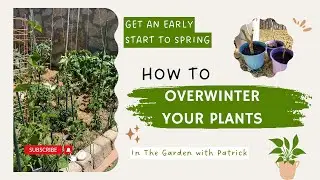 How to Overwinter Vegetable Plants