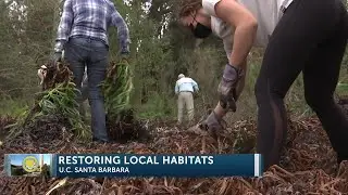Volunteers team up with Channel Island Restorations to help regrow endangered native plant ...