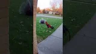 When a Porcupine Gets Interrupted by a Very Loud Rooster🦔🐓고슴도치가 매우 시끄러운 수탉 때문에 방해를 받았습니다#porcupine
