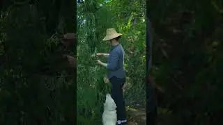 Ancient Herbal Shampoo 🌿 | 100% Natural Hair Care with He Shou Wu & Pomelo Peel