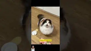 cute cats songs - Did+You+Just+Say #shorts #cat #pets #catlover #ai #petlover  #cartoon #funny