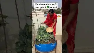 Today&rsquo; mix harvest gobhi 🥬and tamatar #gardening #garden #shortvideo #vegetables