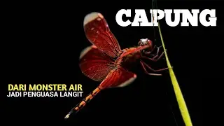 Pembunuh yang Berevolusi Menjadi Drone Alami | Siklus Hidup Capung