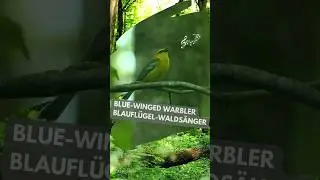 Blue-winged Warbler singing 🌳🎶🐦