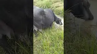 buffalo drinking water #shortvideo #shortsvideo #village #buffalo #buffalo #water