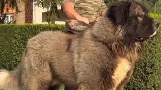 Caucasian Shepherd Variations 🛑