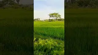 vivasayam kaappom 🌱🌱#support#agriculture #save#nature#subscribe #youtubeshorts