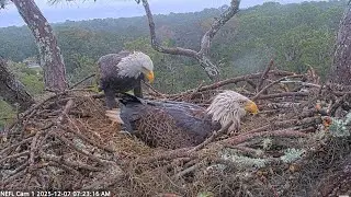 NEFL EAGLES 2025.12.7 ☔12 hours of nest activity on a rainy day.