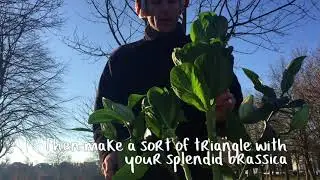 What Blues? Enjoy some whites! How to arrange Thlaspi, Antirrhinum, Brassica, Lily
