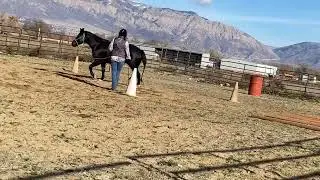 Restarting a Horse with a Flight Response, A Real Training Session