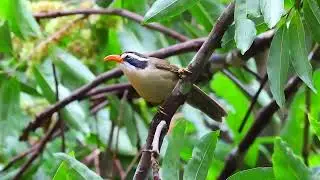 Red billed Scimitar Babbler (Pomatorhinus ochraceiceps)