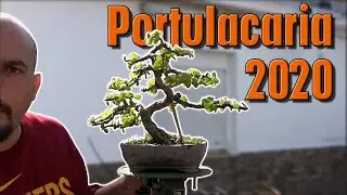 Bonsai Portulacaria Afra 2020 - Árbol de la abundancia bonsai
