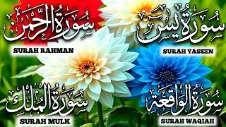 Soul Healing Quran Tilawat | Yasin, Rahman, Waqia, Mulk