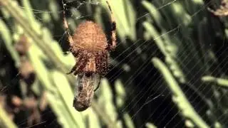 Bee caught in spider's web makes heroic escape
