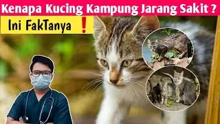 KUCING KAMPUNG JARANG SAKIT, KENAPA ❓|| Dokter Hewan
