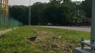 Amat Terkukur - Pikat Kg Singapore