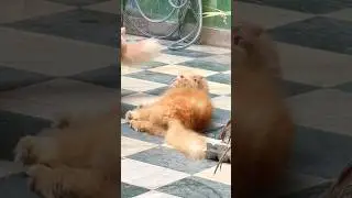 Cute Cat video #cat #persiancat #shortsviral #youtube #viral #yt #ytshorts #ytviral #youtubeshorts