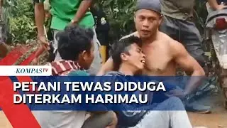 Tragis, Petani di Lampung Barat Ditemukan Tewas Diduga Diterkam Harimau