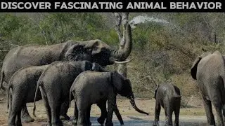 Animal Behavior | Animal Communication |  Vocal-Visual-Chemical | B. Sc | M. Sc | Ethology