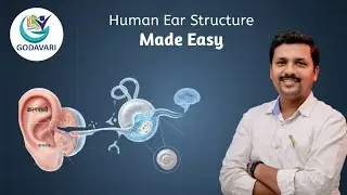 Human Ear Structure Lecture #humanear #science #biology #human body part