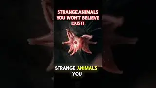 10 Strange Animals You Won&rsquo;t Believe Exist! 🦑🐟