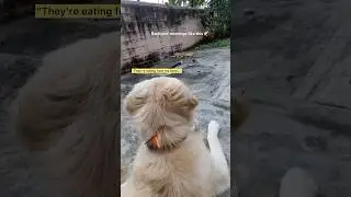 Golden Retriever&rsquo;s Peaceful Bird-Watching Moment 🕊️🐶 | Pure Calm Vibes