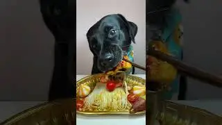 Expert Reveals TOP Dog Food Mistakes You're Making