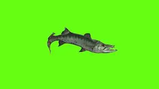 Green Screen Barracuda Fish Videos